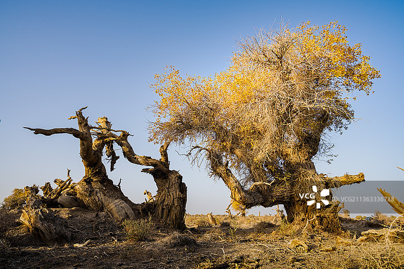 伊吾胡杨林图片素材