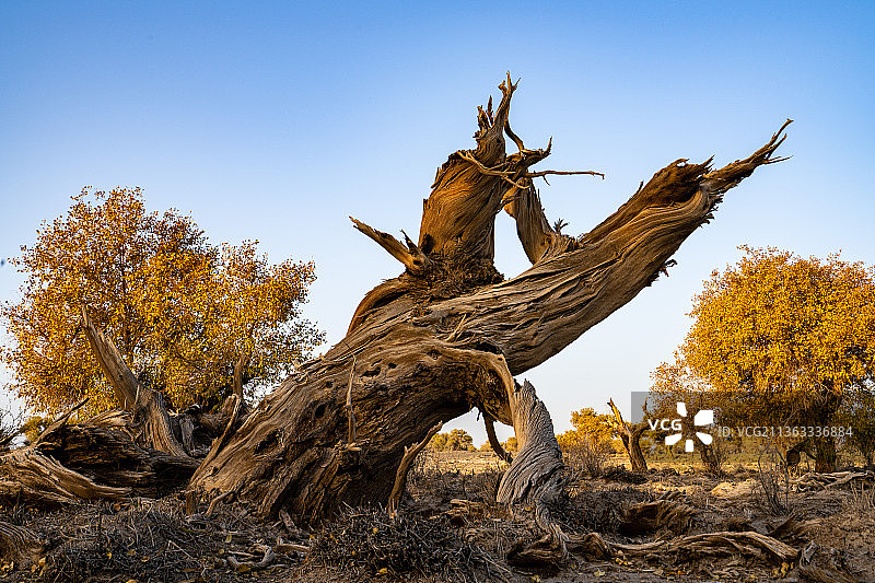 伊吾胡杨林图片素材