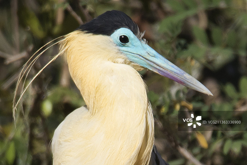 白颈鹭特写图片素材