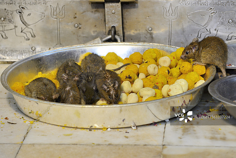 印度拉贾斯坦邦比卡内地区代什诺克卡尔尼玛塔神庙（老鼠庙），每天都向老鼠提供普拉萨德（神圣食物）图片素材
