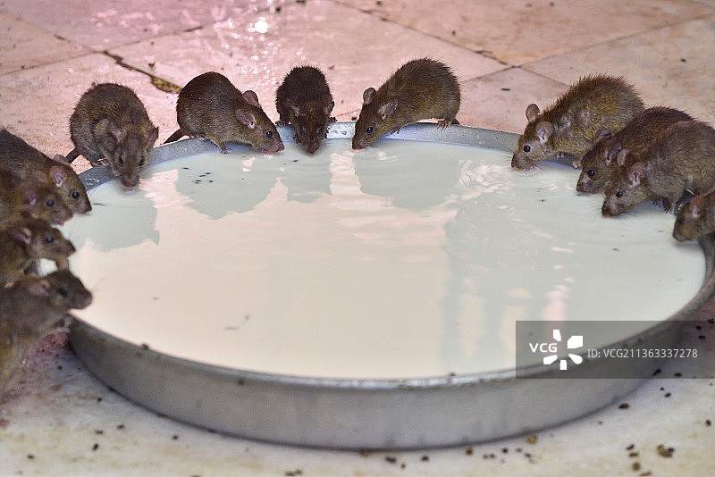 印度拉贾斯坦邦比卡内尔地区代什诺克卡尔尼·玛塔神庙，又称老鼠庙，牛奶祭品图片素材