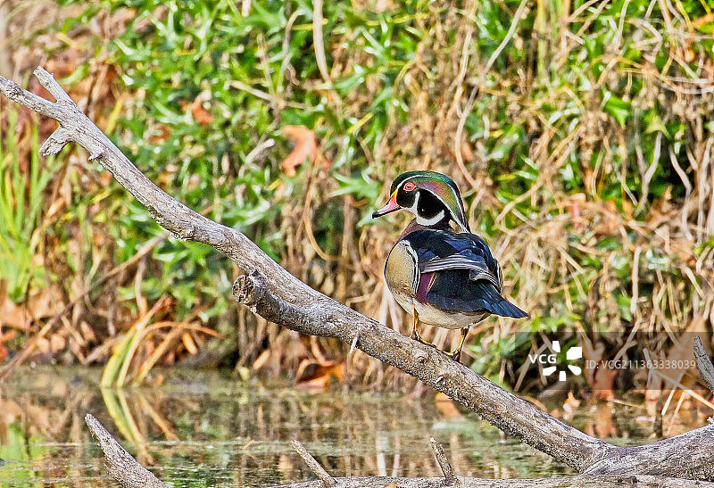 木鸭子图片素材