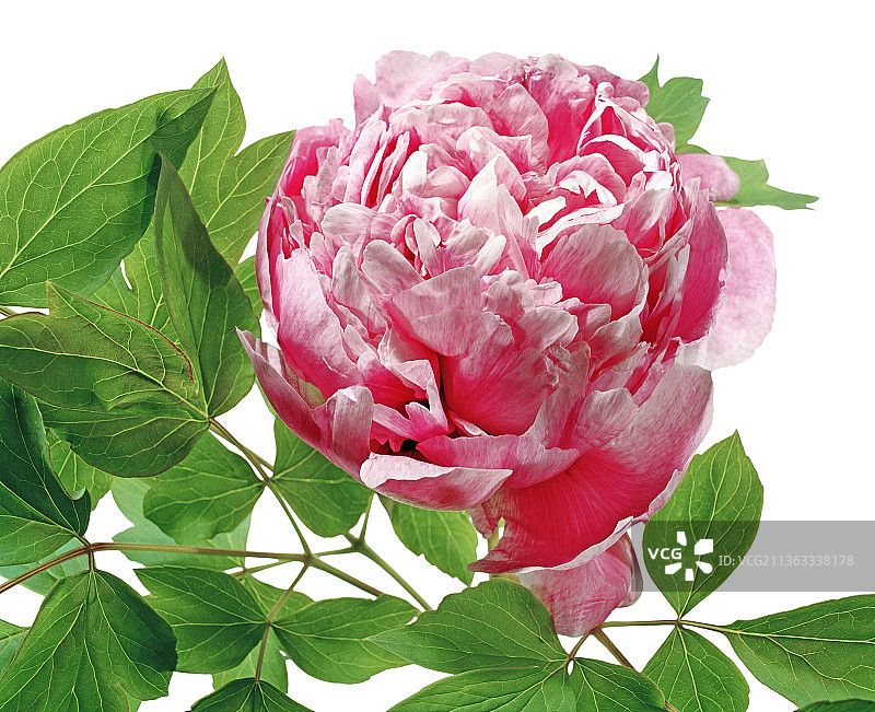 牡丹，璎珞宝珠，山东杂交品种图片素材