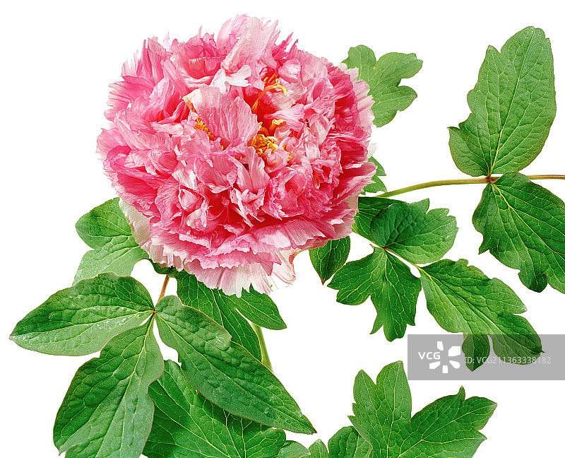 牡丹，璎珞宝珠，山东杂交品种图片素材