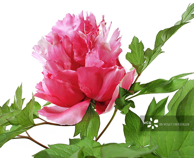 牡丹，‘丛中笑’，甘肃杂交图片素材