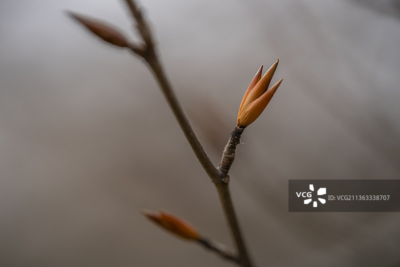 花蕾特写图片素材