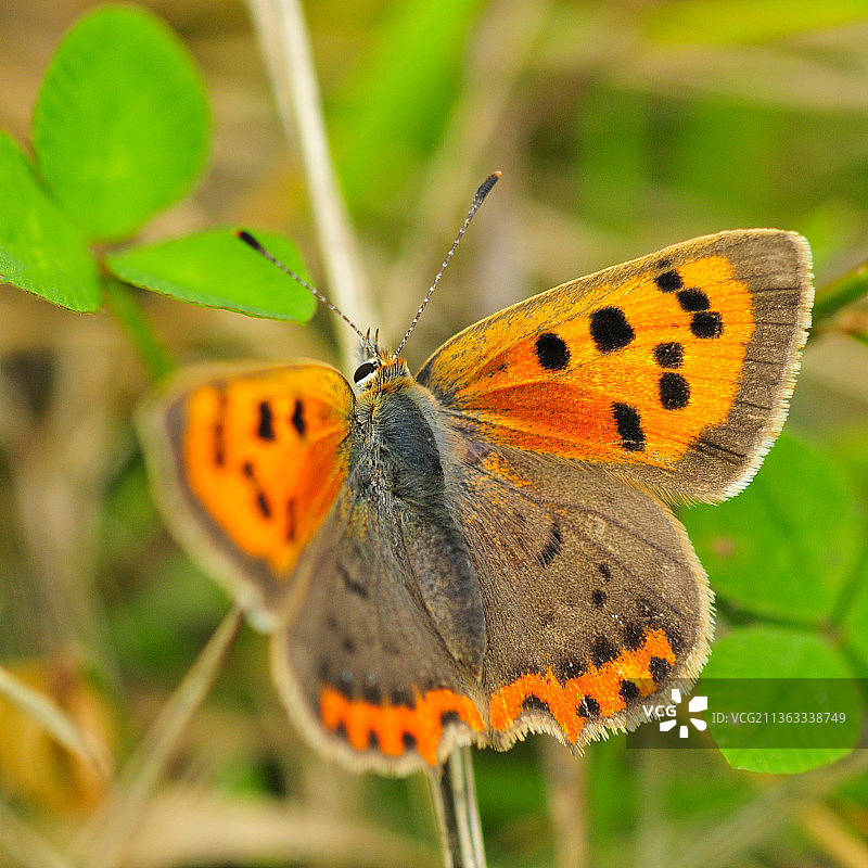 蝴蝶在花上授粉的残缺之美，西约克郡，英国图片素材