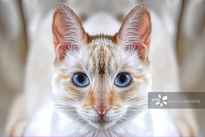 不太像猫的猫的特写肖像图片素材