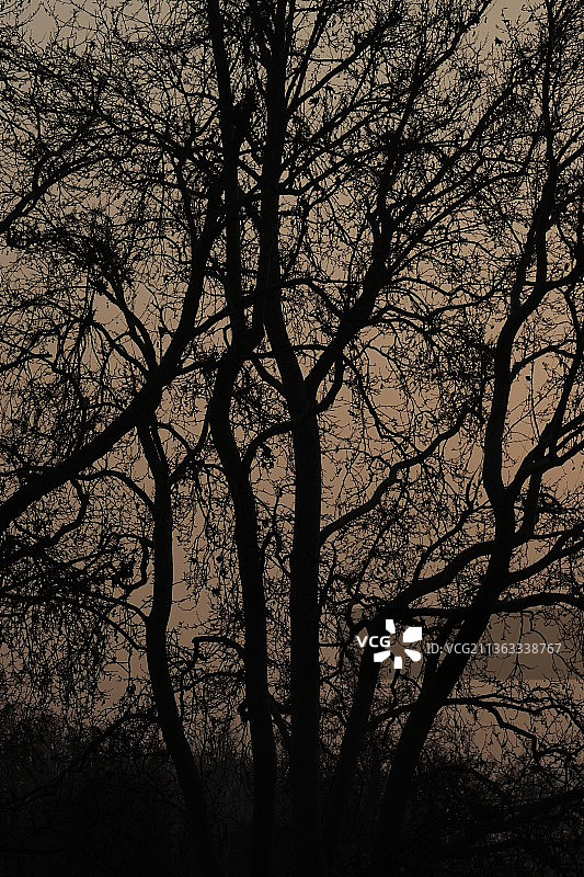 日落时分的剪影树木图片素材