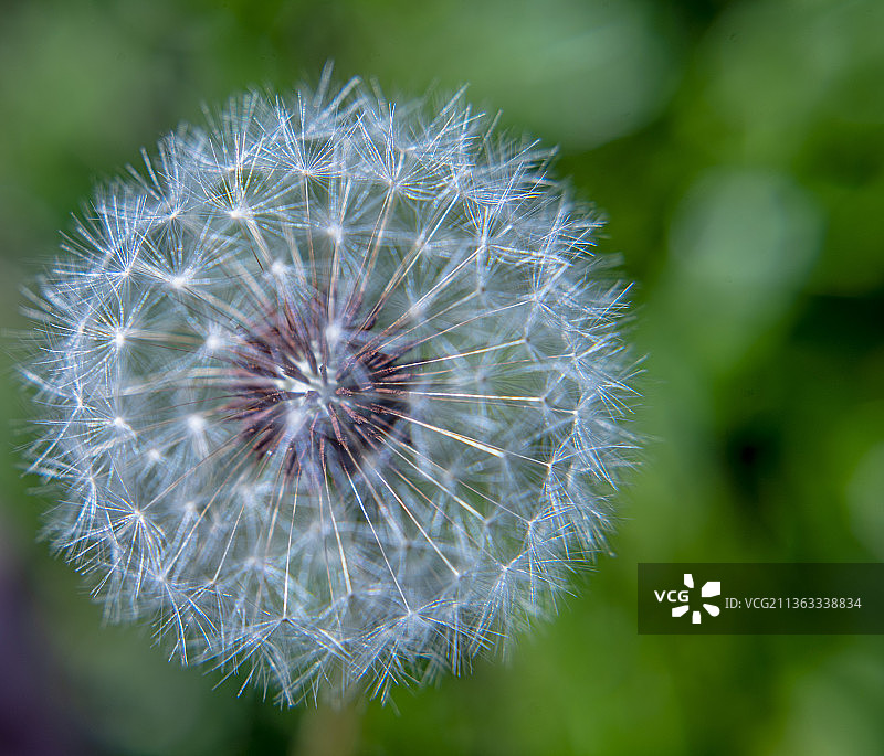 美国加利福尼亚州海滨的蒲公英花图片素材