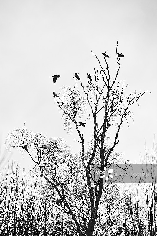 鸟儿栖息在光秃秃的树上，仰望天空的低角度视图图片素材