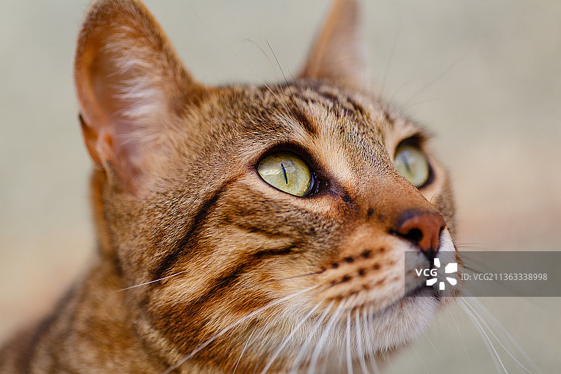孟加拉猫头部特写，西班牙图片素材