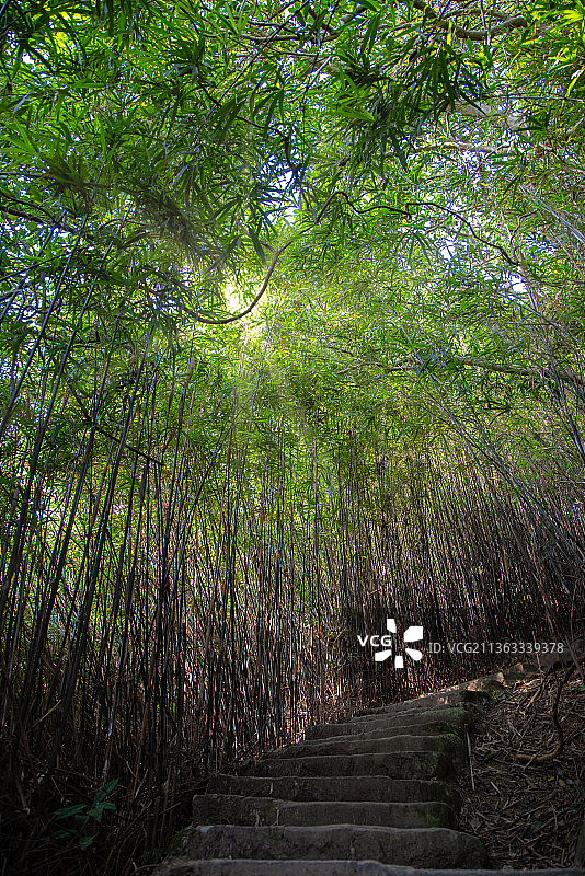 竹弓森林中竹树的低角度景观图片素材