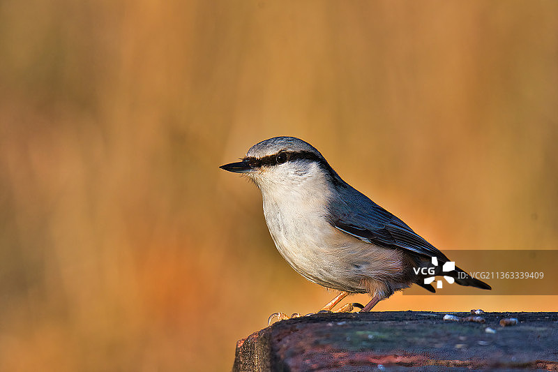 特写：攀雀栖息在木头上图片素材