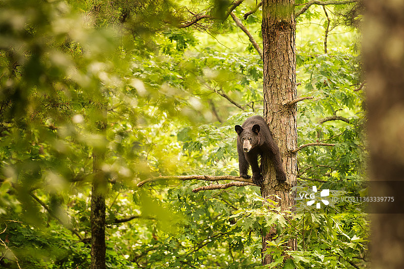 美国黑熊在森林中的肖像，美国阿肯色州图片素材