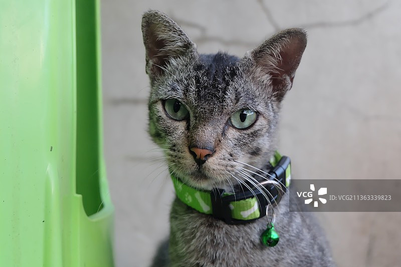 从流浪到宠物：猫的特写，马来西亚砂拉越州美里图片素材