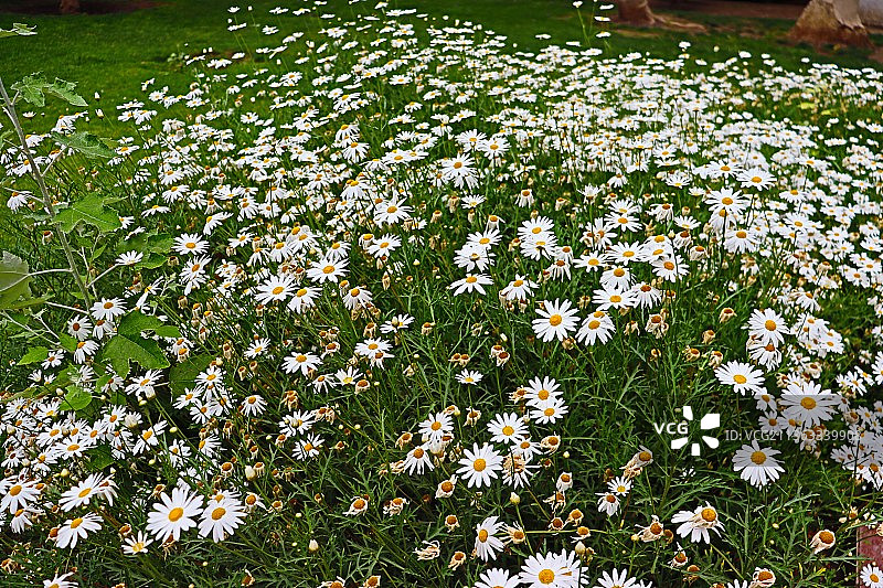 智利夏季花卉，阿塔卡马图片素材
