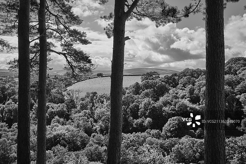英国达特穆尔国家公园的森林树木景色图片素材