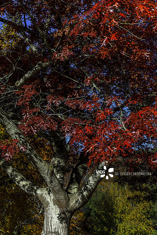 红色秋季，秋季仰视天空中的树木图片素材