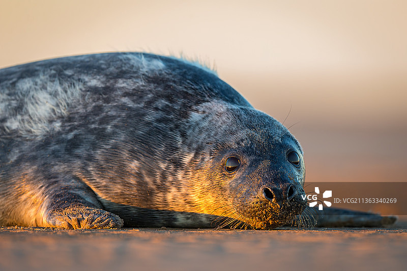 英国多纳努克海滩：岩石上睡觉的灰海豹特写图片素材