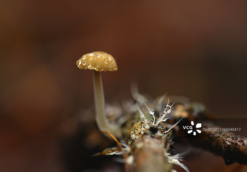 田野里生长的蘑菇特写图片素材