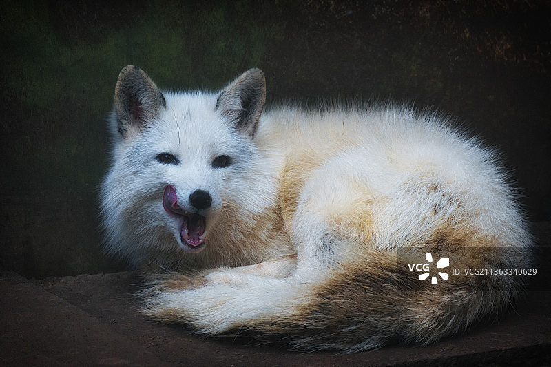 white fox图片素材