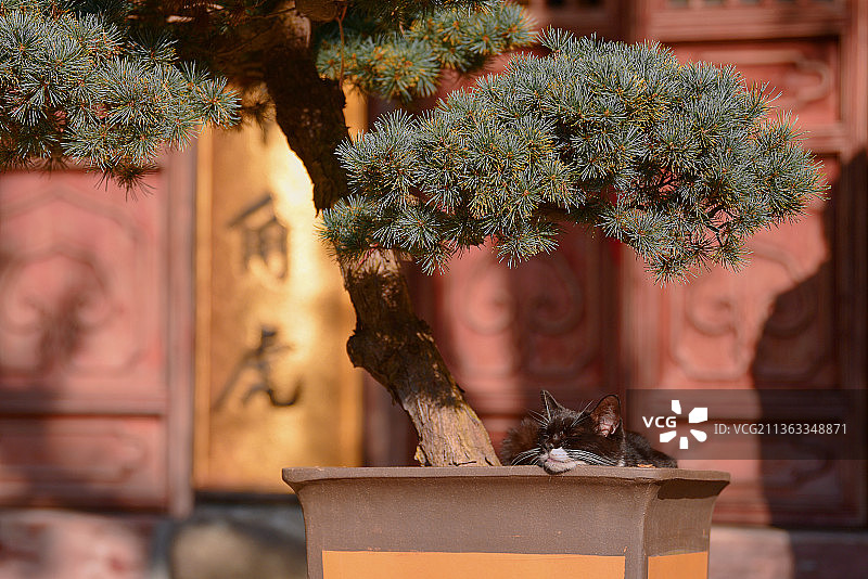 上海寺庙躺在花盆里的猫图片素材