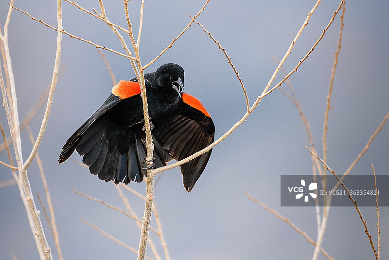 红翅黑鹂特写，栖息在树枝上图片素材