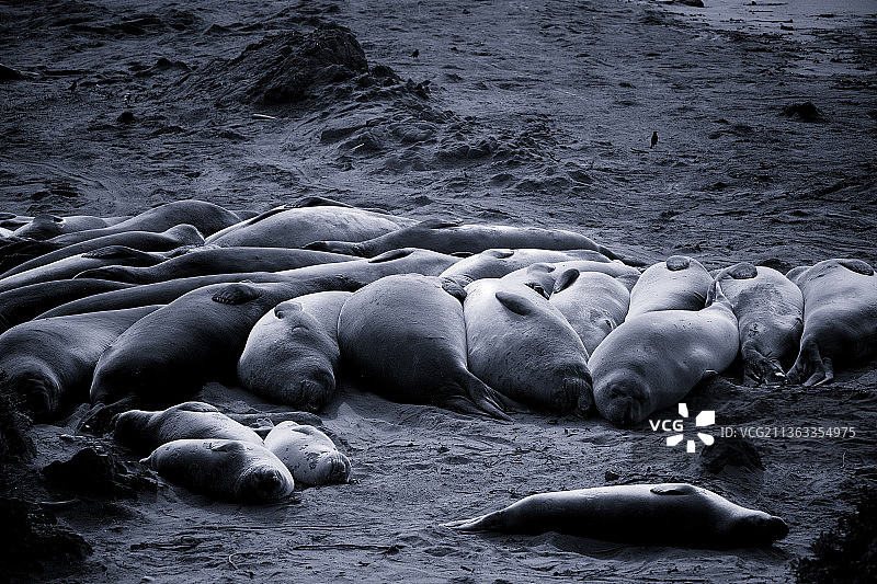 象海豹群，高角度拍摄的海滩海豹，圣西蒙，加利福尼亚州，美国图片素材