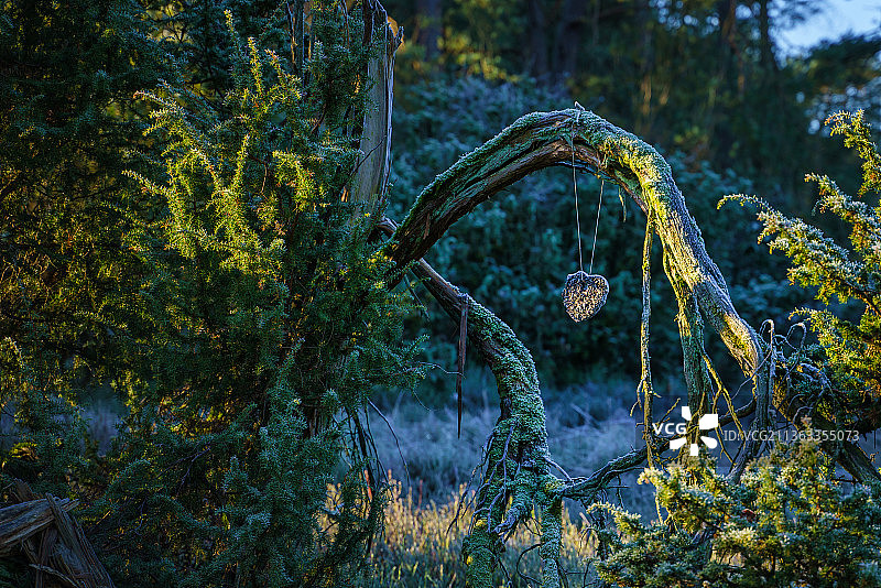 为鸟儿准备的心形，德国 Handeloh 森林中的树木图片素材