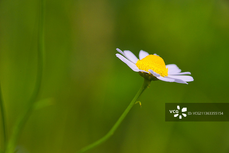 甘菊，白色开花植物的特写图片素材