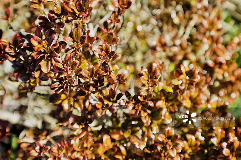 黄色开花植物的特写图片素材