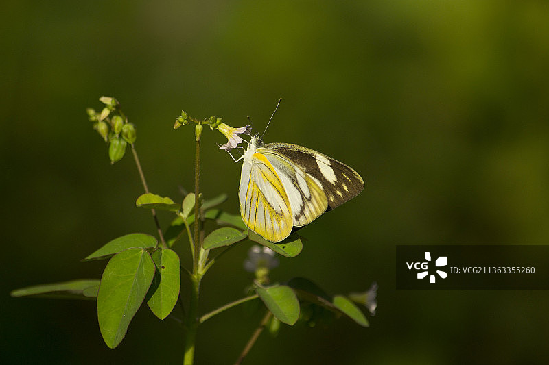 蝴蝶吸食蜂蜜特写图片素材