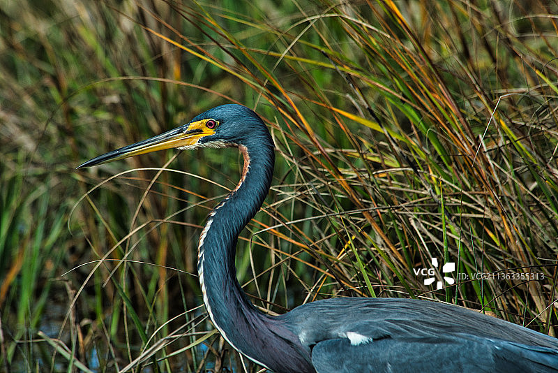 三色鹭，灰色苍鹭特写图片素材