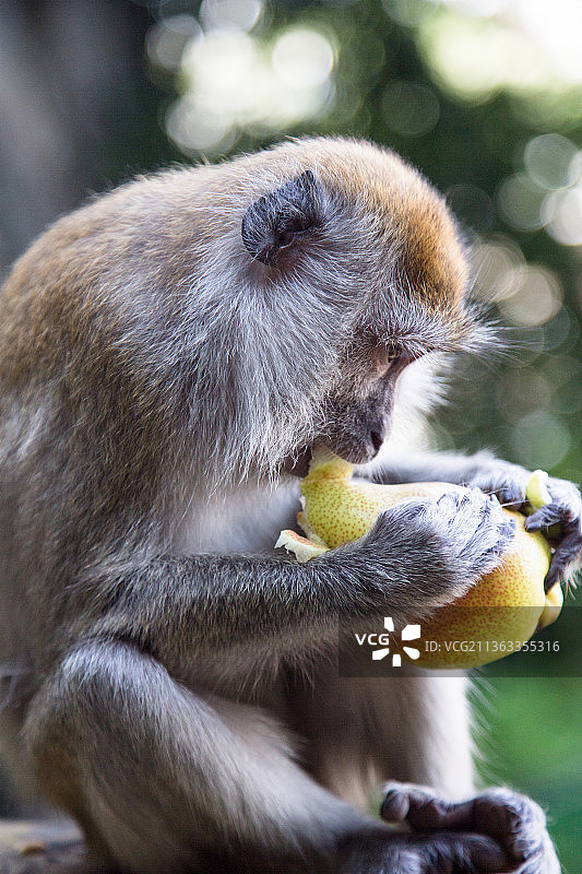 蓬松的猴子，蓬松的猕猴，吃食物的猕猴特写图片素材