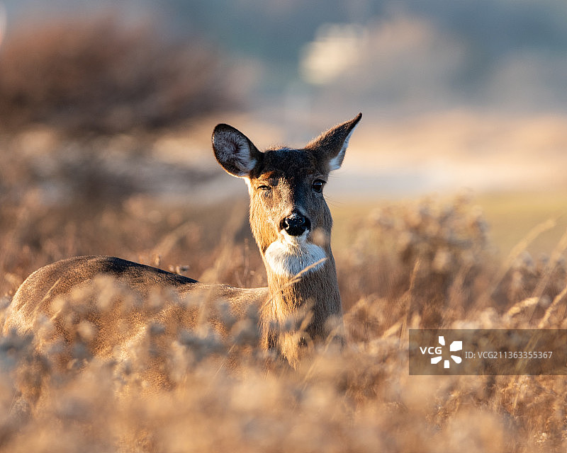哦，鹿，狐狸的陆地肖像图片素材