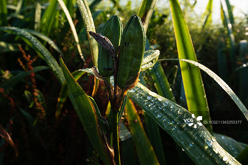 英国格拉斯哥霍根菲尔德湿润植物特写图片素材
