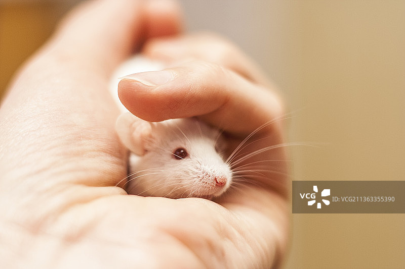 手握小白鼠特写图片素材