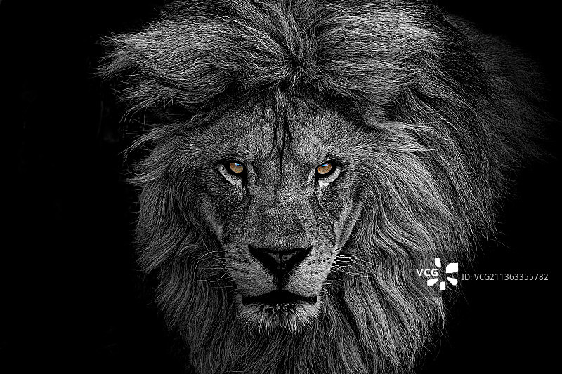 黑色背景下狮子的特写图片素材