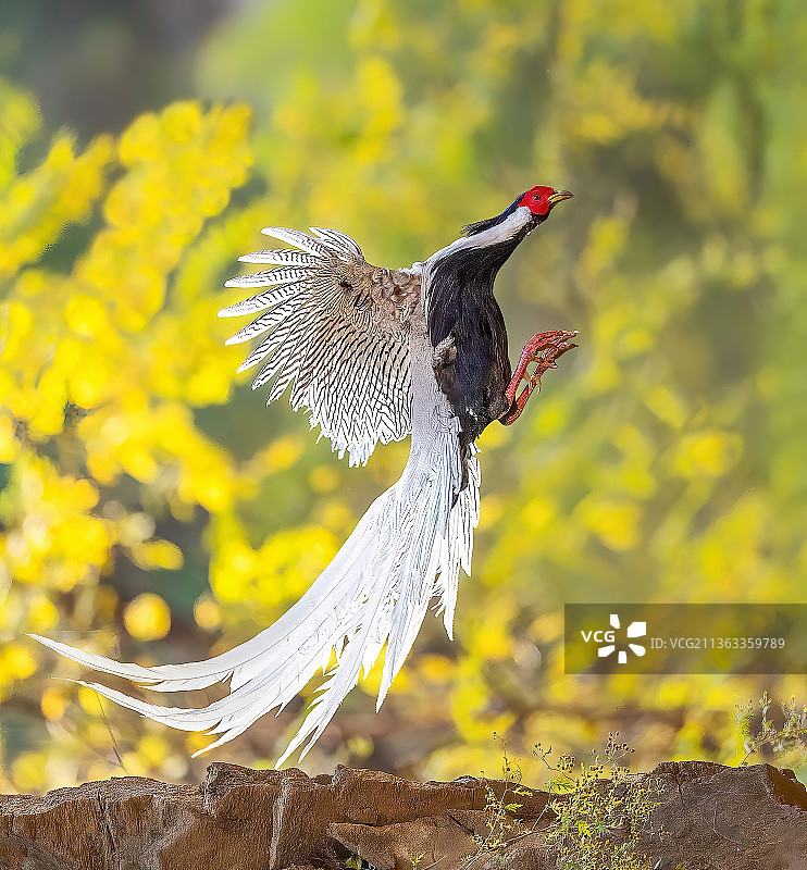 我要飞的更高图片素材