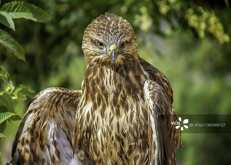 草原鵟特写，栖息在户外，穆罕默德角自然保护区，埃及图片素材