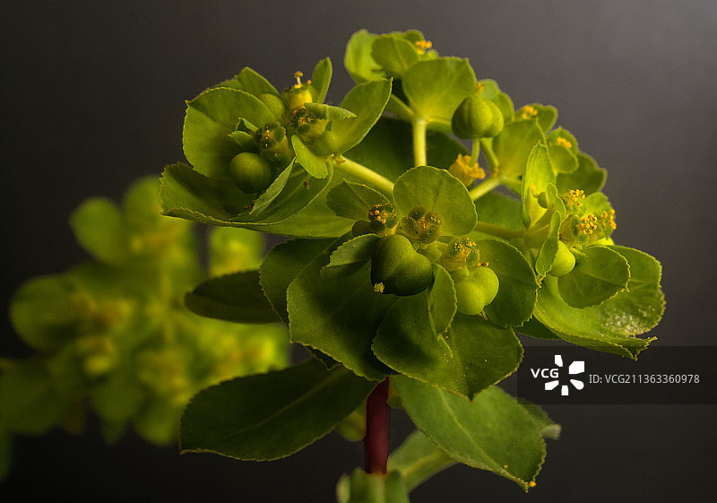 野生植物，黑色背景下的开花植物特写图片素材