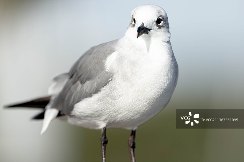 笑鸥特写，海鸥停留在户外，南帕德里岛，德克萨斯州，美国图片素材