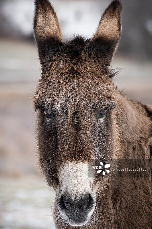 雪地里的驴，驴的近距离肖像图片素材