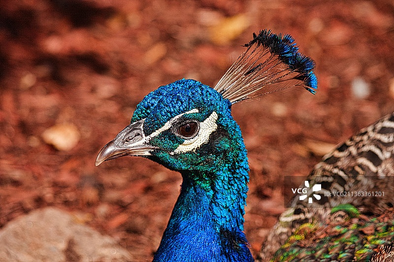 英俊的孔雀特写图片素材