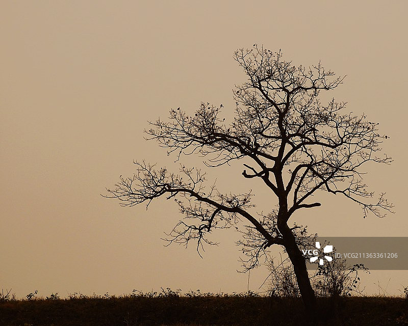 日落时分，田野中树木的剪影映衬着晴朗的天空图片素材