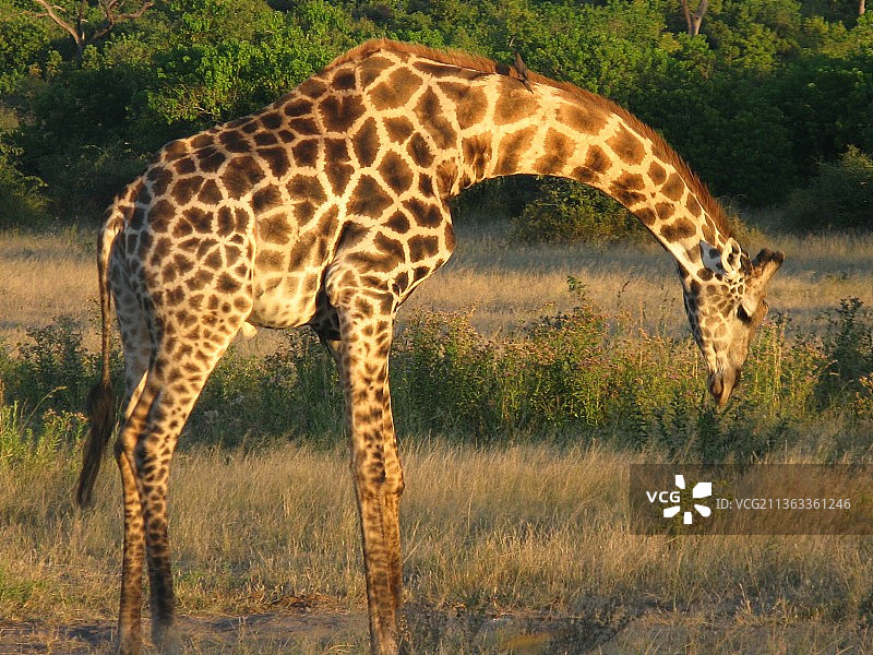 纳米比亚，原野上站立的低头长颈鹿侧面照图片素材