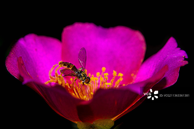 巴西里约热内卢州安格拉杜斯雷伊斯粉色花朵上的昆虫特写图片素材