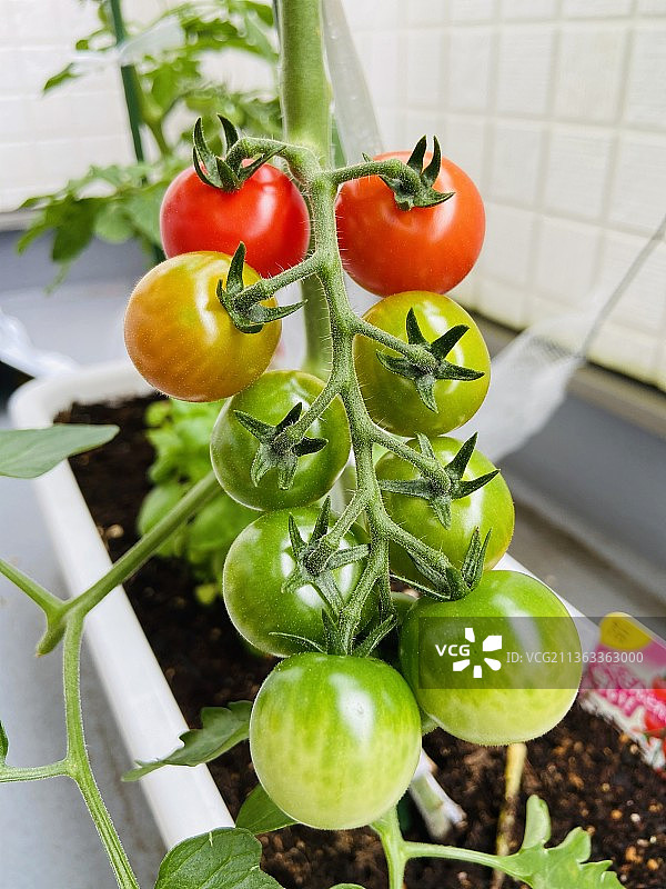 我的花园：迷你番茄特写，日本图片素材
