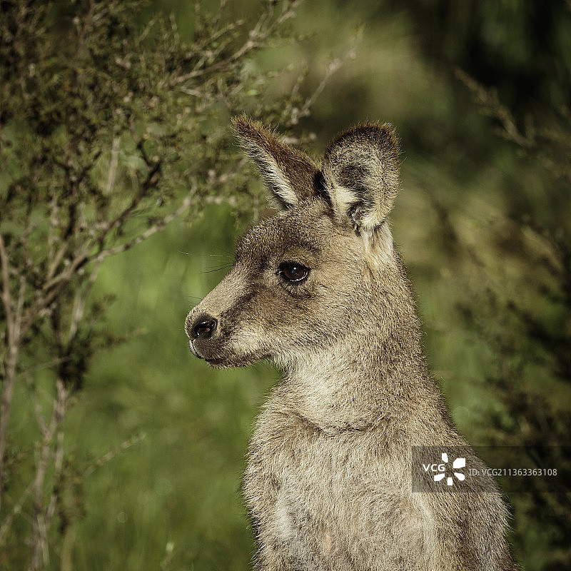 澳洲东部灰袋鼠头部图片素材